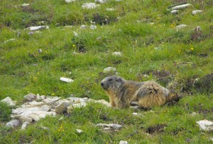 21-queyras-marmotte     